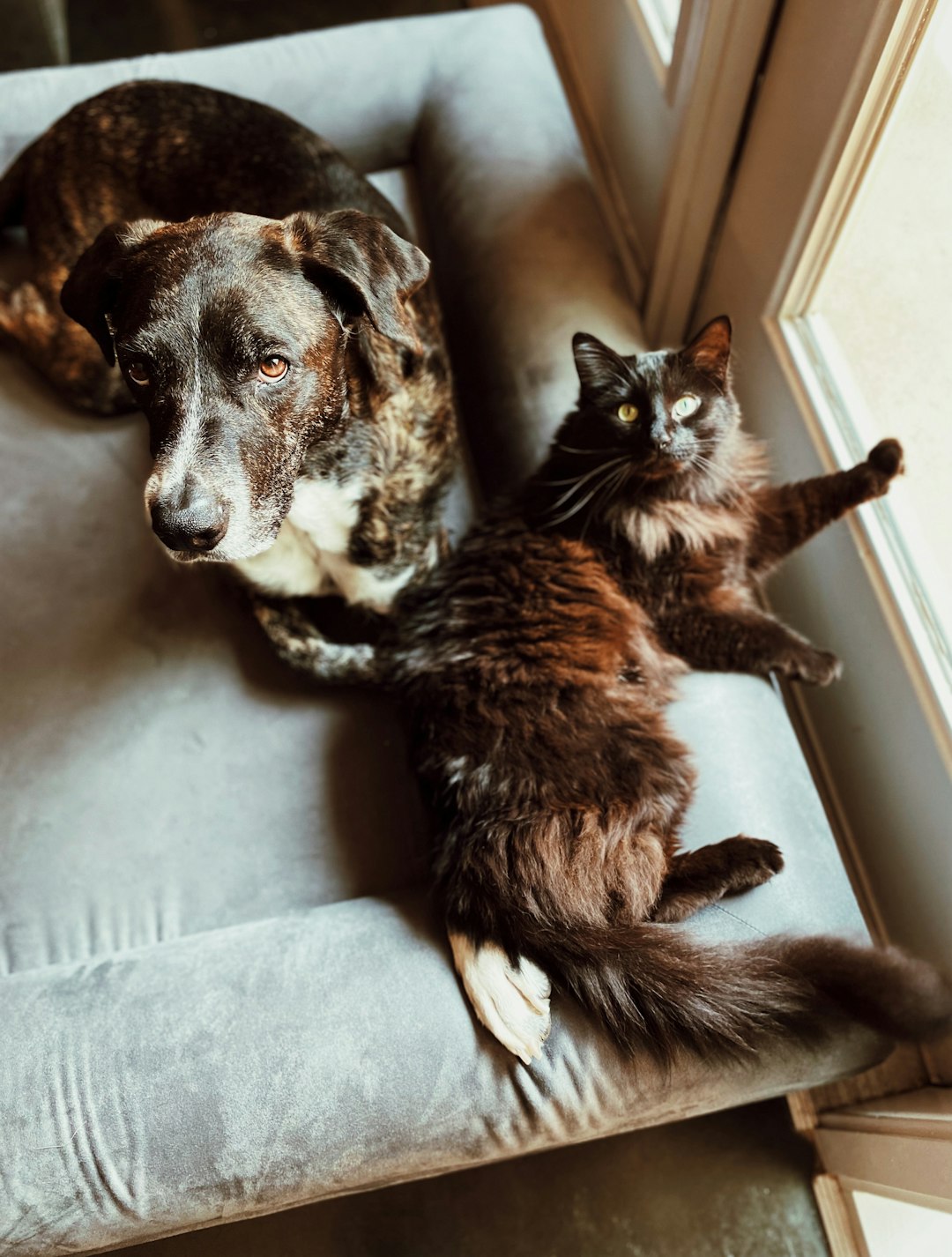 Hond en kat liggen samen op een stoel